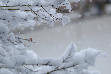 雪が降る冬の季節