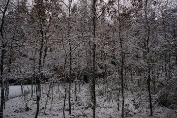 薄っすらと積もる雪
