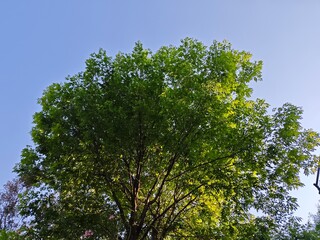 Fototapeta premium Tree and Blue Sky