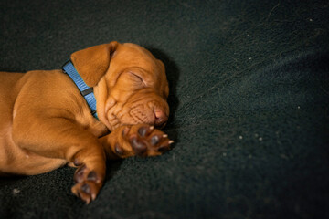sleeping Hungarian vizsla dog puppy on the black background 