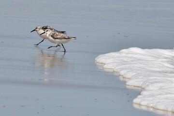 sanderling birds 2 on beach shore