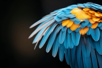 Obraz premium Stunning close-up of vibrant blue and yellow macaw feathers showcasing nature's beauty and complexity