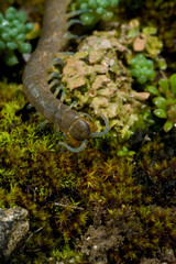 Southern girdled scolopendra (Scolopendra cingulata), on the ground, Sardinia, Italy