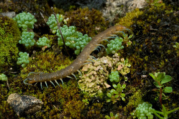Southern girdled scolopendra (Scolopendra cingulata), on the ground, Sardinia, Italy