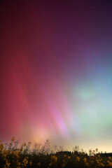 Northern Lights over Fields and Trees