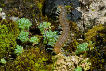 Southern girdled scolopendra (Scolopendra cingulata), on the ground, Sardinia, Italy