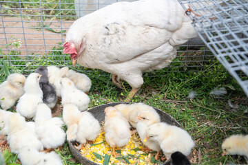 white mother hen lovingly looks after her chicks and teaches them to peck grain and a crushed boiled egg from a bowl placed on the grass, a scene showing life on a farm and the care of poultry,