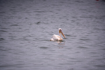 A pelican diving swiftly for its catch