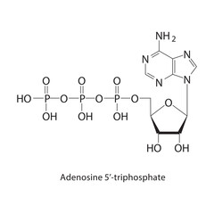 Adenosine 5’-triphosphate skeletal structure.Toxin compound schematic illustration. Simple diagram, chemical structure.