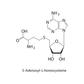 S-Adenosyl-L-homocysteine skeletal structure.Toxin compound schematic illustration. Simple diagram, chemical structure.