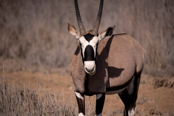 Grace and power, sculpted by the desert