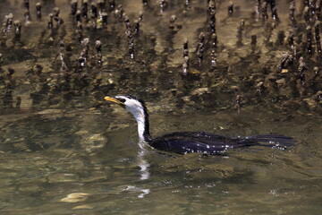 little pied cormorant