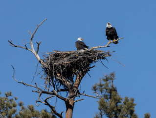 Bald Eagle Pair