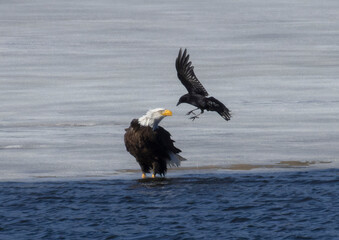 Bald Eagle Fishing