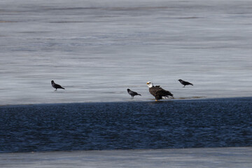 Bald Eagle Fishing