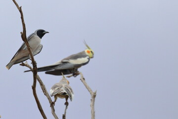 cockatiel