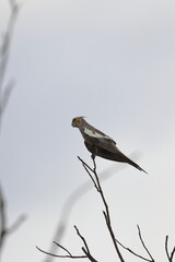 cockatiel