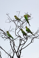 cockatiel