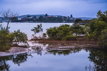 Fototapeta premium The lakeside boardwalk on Pirrita Island ，it's250-metre boardwalk crosses Pirrita Island's mangroves and looks out over the turquoise waters of Swansea Channel.
