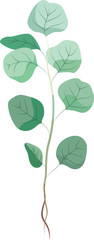 Illustration of Green Plant with Leaves and Visible Roots