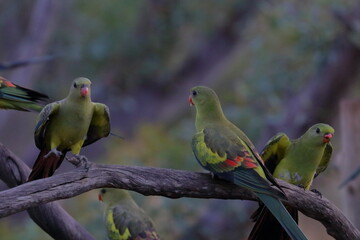 regent parrot