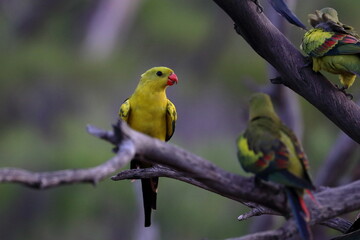 regent parrot