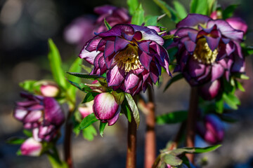 Closeup view from below of winter blooming deep frilly double bloom in deep maroon and white flowers on a hellebore plant, Christmas Rose, sunny winter garden nature background
