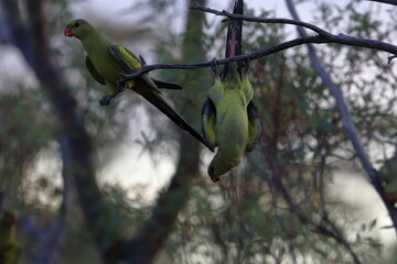 regent parrot