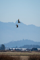Short-Eared Owl sparing with a Harrier Hawk in the air over a wildlife preserved field with a farm and Cascade Mountains in the background, sunny winter day
