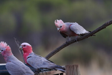 galah