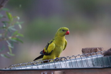 regent parrot