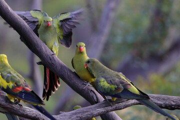 regent parrot