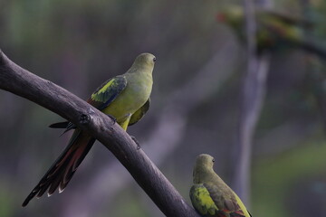 regent parrot