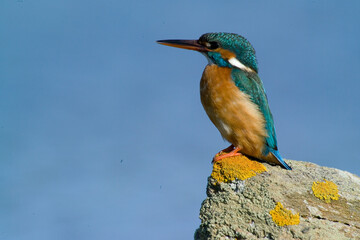 Kingfisher (Alcedo atthis). Stintino, Sardinia, Italy., Martin Pescatore (Alcedo atthis). Stintino, Sardegna, Italia.