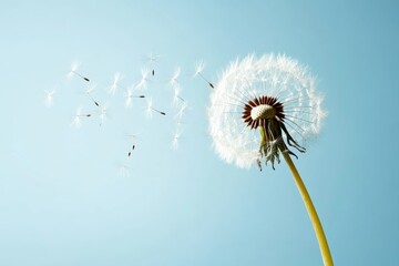 Obraz premium Dandelion seeds drifting in the breeze against a clear blue sky during a sunny day in spring