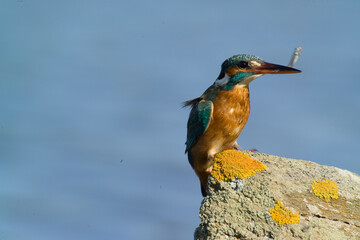 Kingfisher (Alcedo atthis). Stintino, Sardinia, Italy., Martin Pescatore (Alcedo atthis). Stintino, Sardegna, Italia.