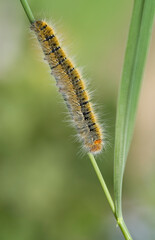 Fototapeta premium Grass Eggar Moth caterpillar (Lasiocampa trifolii) Bruco di Lasiocampa trifolii (Farfalla notturna)..Sardinia, Italy
