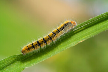 Grass Eggar Moth caterpillar (Lasiocampa trifolii) Bruco di Lasiocampa trifolii (Farfalla notturna)..Sardinia, Italy