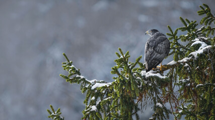 A Black-Chested Buzzard-Eagle (Geranoaetus Melanoleucus) In A Tree
