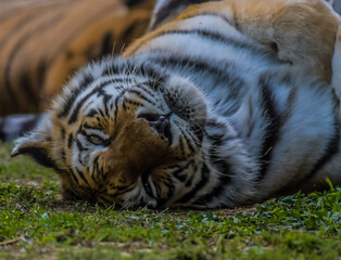 Royal Bengal Tiger sleeping and relaxing in a zoo
