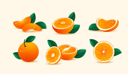 Orange fruit set. vector illustration