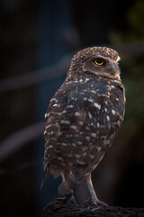 The Burrowing Owl