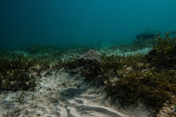Ray in seagrass