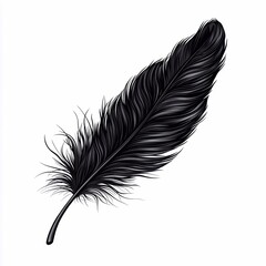 feather isolated on white background, black goose feather