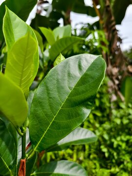 Close up of cempedak or artocarpus integer leaves