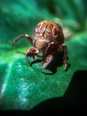 Coléoptère sur une feuille