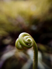 Jeune feuille enroul&eacute;e 