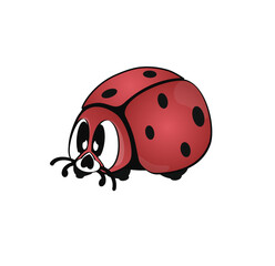 ladybug on white background