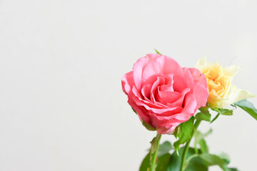 ピンクと黄色のばら