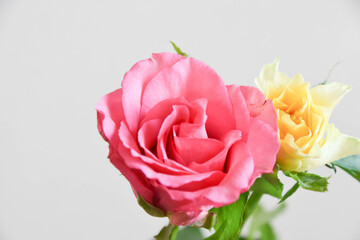 ピンクと黄色のばら